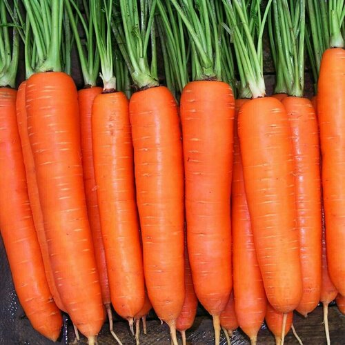 ������ ������ ������������� ������ ������� F1 ���� ����