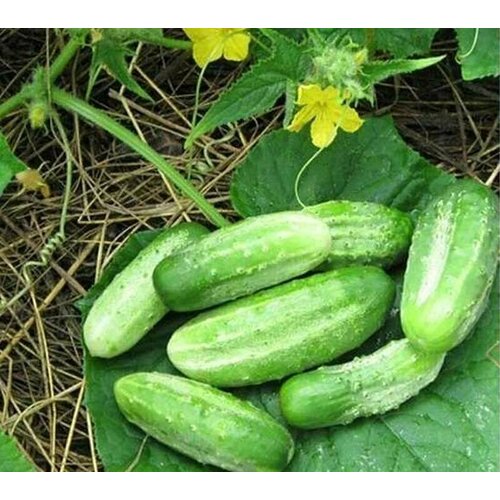 ������ ������ ������������� ������ ������ ��������� ����