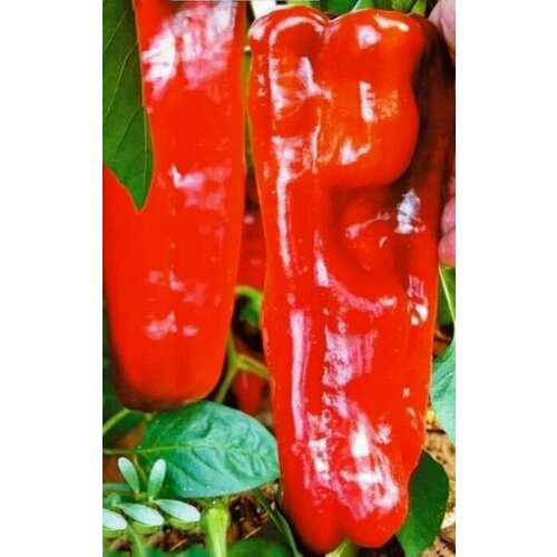 ������ ������ ������������� ������ ����� �������� ������ �� ������� ����