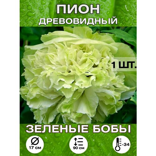 ������ ������ ���� ������� ���� ��������� ����