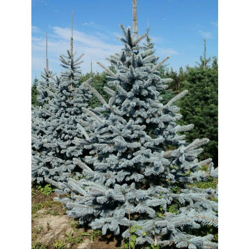      (Picea pungens Hoopsii), 15    -     , -,   