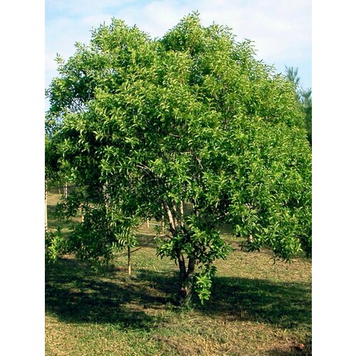 ������ ������ ������ ����� ���������� ������ (Santalum album), 3 ���� ����