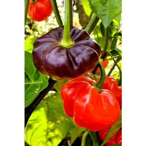 ������ ������ ������ ����� ���� ���� ������ ��������� ��������� (Aji Cachucha Purple Splothed) / Seeds And Goods / � �������� zip-lock ��� ���������� 10 ����� ����
