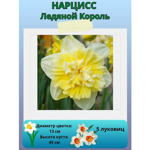 ������ ������ ������� ������� ������, ����������� �����, �������� ��� ������� 5 �� ����