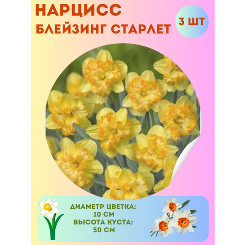 ������ ������ ������� �������� �������, ����������� �����, �������� 3 �� ����