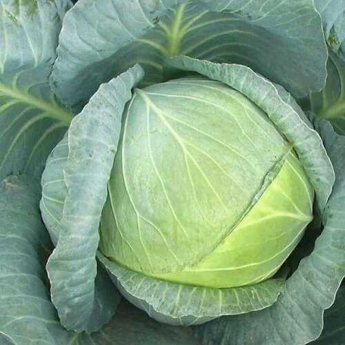 ������ ������ ������������� ������ ������� �/� ������ F1 ����