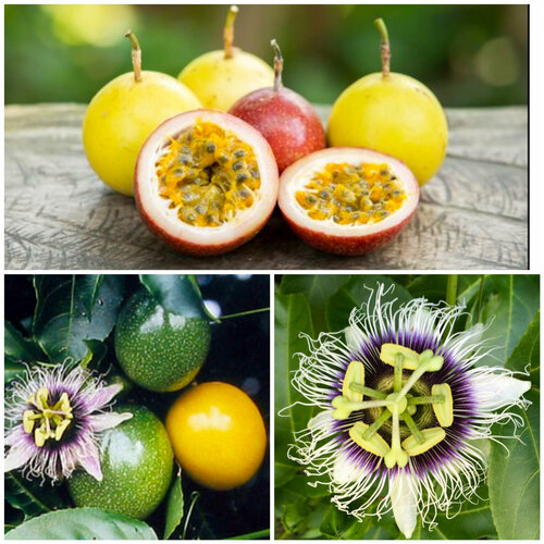 ������ ������ ���������� ��������� ��������, ������, 5 �� ����