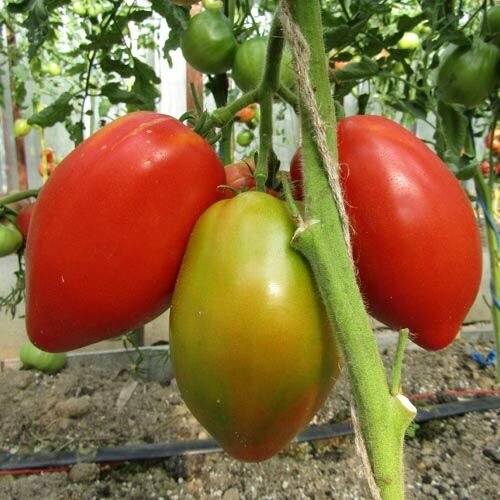 ������ ������ ������������� ������ ������ �������� ����������� ����