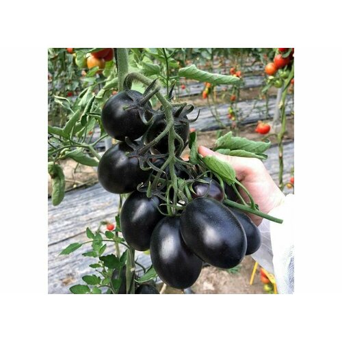 ������ ������ ������������� ������ ������ ��� ϸ�� ����