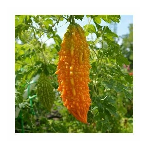 ������ ������ ������������� ������ ��������� ������ ����