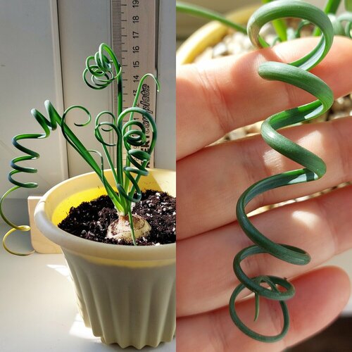 ������ ������ ������� ���������� Albuca spiralis, ������ (5 ��) ����