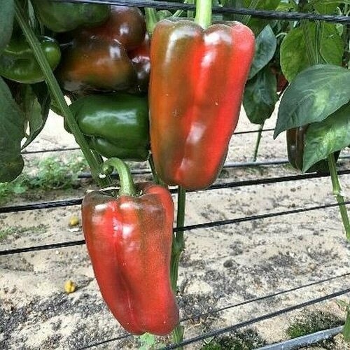 ������ ������ ������������� ������ ����� �������� ������ F1 ����