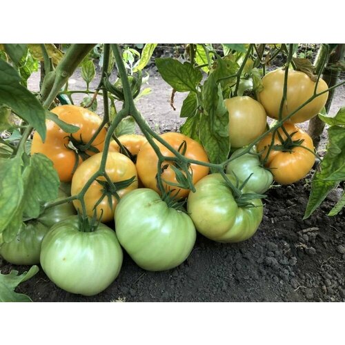 ������ ������ ������������� ������ ������ ����������� ������ ����