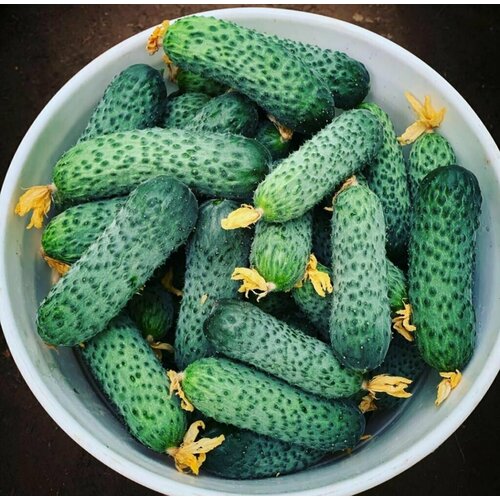 ������ ������ ������������� ������ ������ ���������� F1 ����