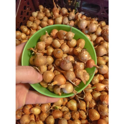 ������ ������ ��� �������� ������, ��������������� 1�� ����