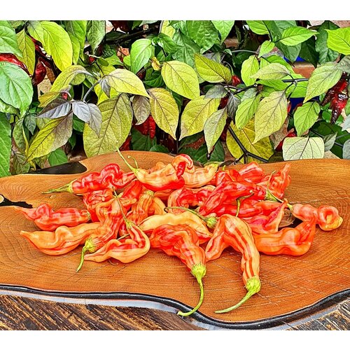 ������ ������ ������ ����� ���� �������� ��������� ��������� (Sugar Rush Striped) / Seeds And Goods / � �������� zip-lock ��� ���������� 10 ����� ����