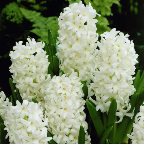 ������ ������ ������� CARNEGIE (2 ��������) ����