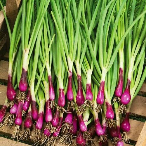 ������ ������ ������������� ������ ���� �� ������ ������� ���� ����