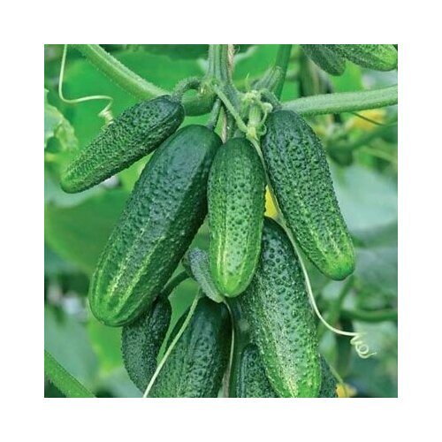 ������ ������ ������������� ������ ������ �������� ����������� F1 ����