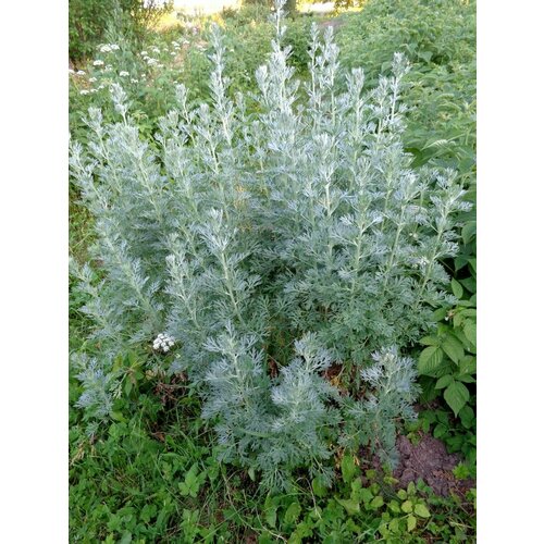 ������ ������ ������ ������ ������� (Artemisia absinthium), 100 ���� ����