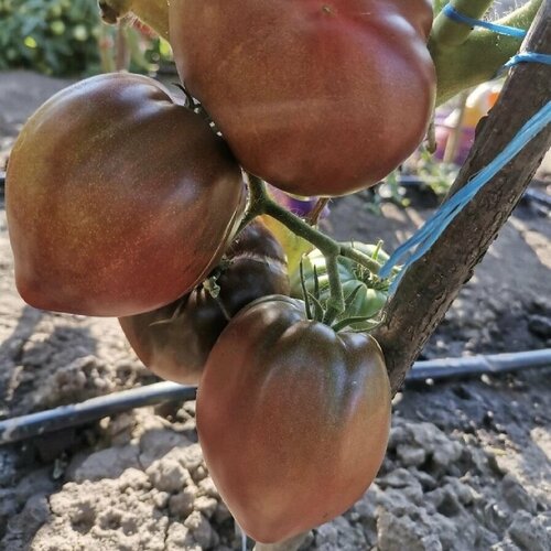 ������ ������ ������ ������ ����� ���� ���������� ������ 10 ��. ����