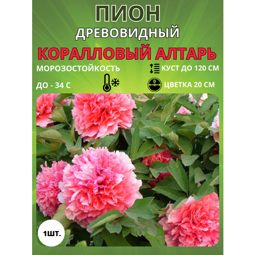 ������ ������ ���� ���������� ������ 1 ��. ����