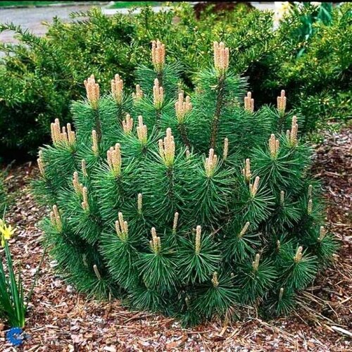 ������ ������ ����� ������ ������� (Belgium Plants Van. (�������)), 1 ������� � ������ 15-20 �� ����