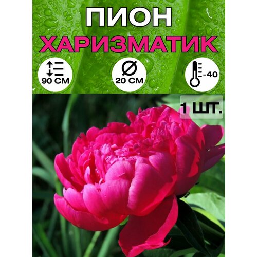 ������ ������ ���� �����������, ������ ������� ��� ������� ����