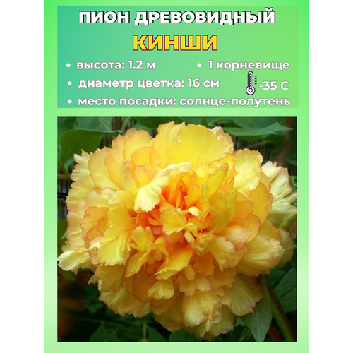 ������ ������ ���� ����������� �����, ������� 1 ����� ����