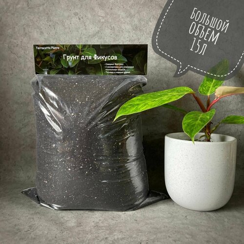 ������ ������ ������� ����� ��� ������� � �������� �������� Terracotta Plants, 15 ������ ����