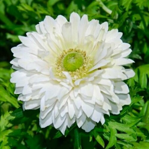 ������ ������ ������� ������� �. �. 5-6 ����� ������� 1 ��. ����