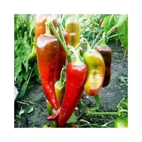 ������ ������ ������������� ������ ����� �������� ���� �� ����� F1 ����