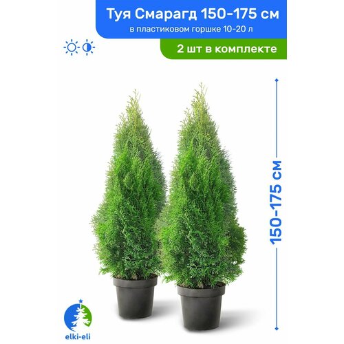 ������ ������ ��� �������� ������� 150-175 �� � ����������� ������ 10-20 �, �������, ������� ����� ��������, �������� �� 2 �� ����