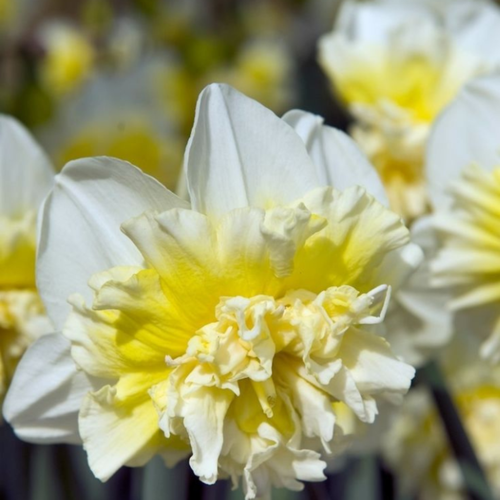 ������ ������ �������� ������, Chipollino flowers, ������� ICE KING (5 �������) ����