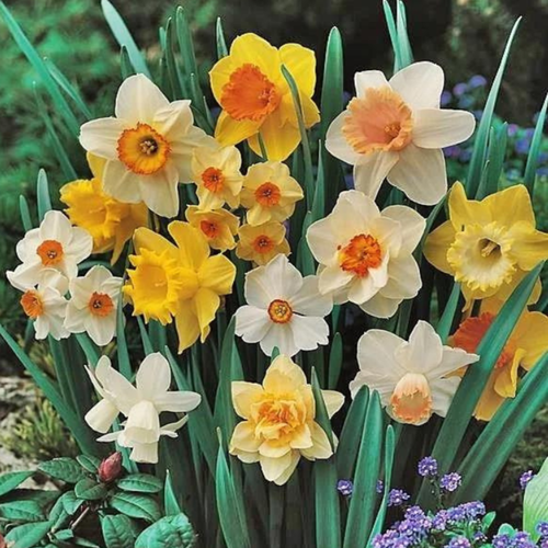 ������ ������ �������� ����� (5 �������) ����