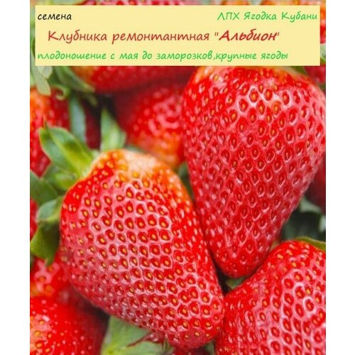 ������ ������ �������� 