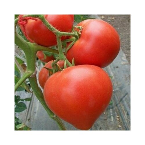 ������ ������ ������������� ������ ������ ������� ������� ����