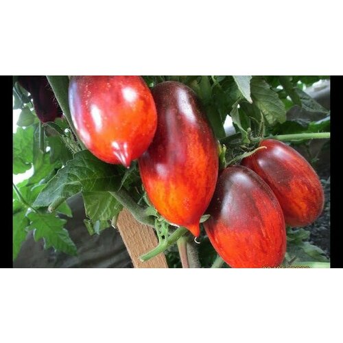 ������ ������ ������������� ������ ������ ���� ��������� ������ ����