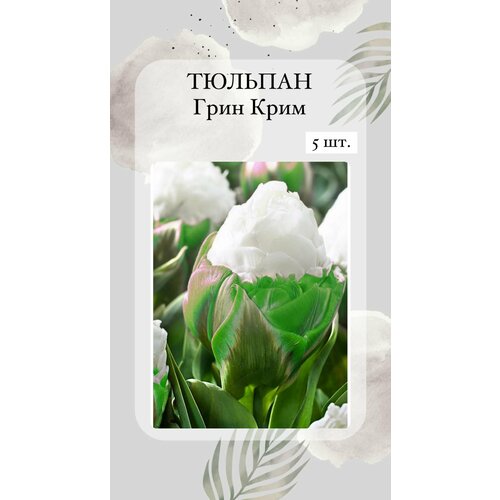 ������ ������ ��������, ���������� ����� 5 �� ����