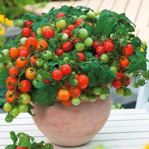 ������ ������ ������ ������ ����� ��������� ������ ��� 10 ��. ����