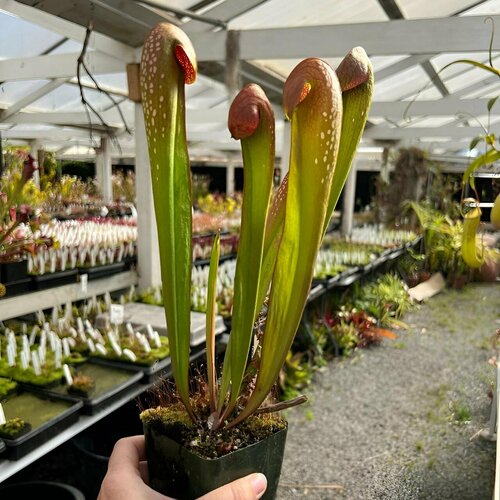 ������ ������ ������ ��������� ����������, Sarracenia �inor var. �kefenokeensis, ������ ��������, ��������� ��� ����
