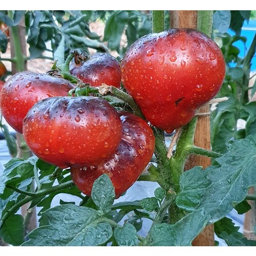 ������ ������ ������ ������ ��������� ������� (Siberian Panther) / Seeds And Goods / � �������� zip-lock ��� ���������� 10 ����� ����