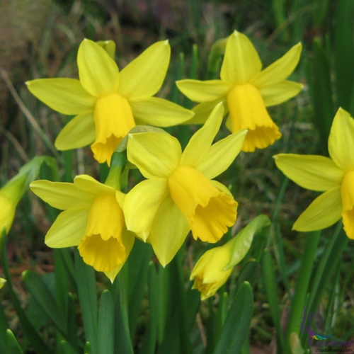 ������ ������ ������� TET-A-TET (3 ��������) ����