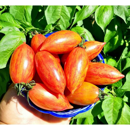 ������ ������ ������ ����� ������� ���� (Artisan Pink Tiger) / Seeds And Goods / � �������� zip-lock ��� ���������� 15 ����� ����