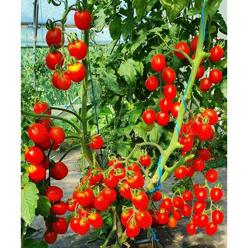 ������ ������ ������ ����� ����� ������� ��� (�herry Swan's Fluff)) / Seeds And Goods / � �������� zip-lock ��� ���������� 15 ����� ����