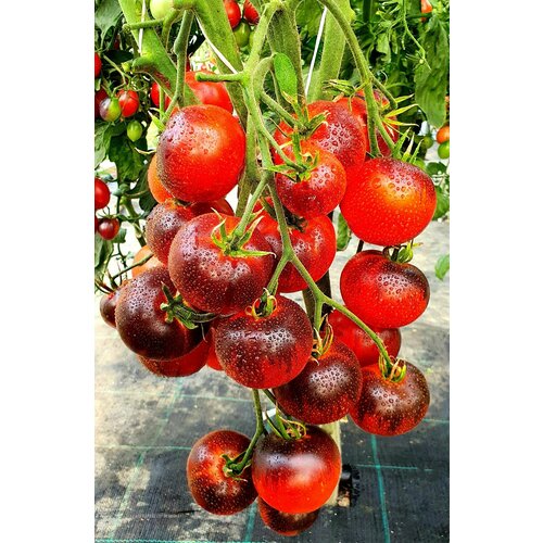 ������ ������ ������ ����� ����� �����(Ozark Sunset) / Seeds And Goods / � �������� zip-lock ��� ���������� 15 ����� ����