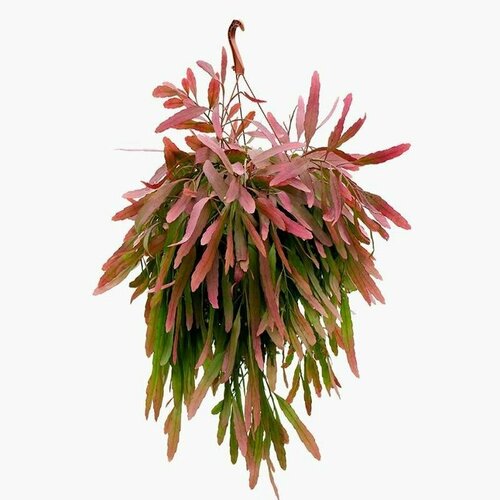 ������ ������ �������� ��������, Rhipsalis Ramulosa, ������ ����