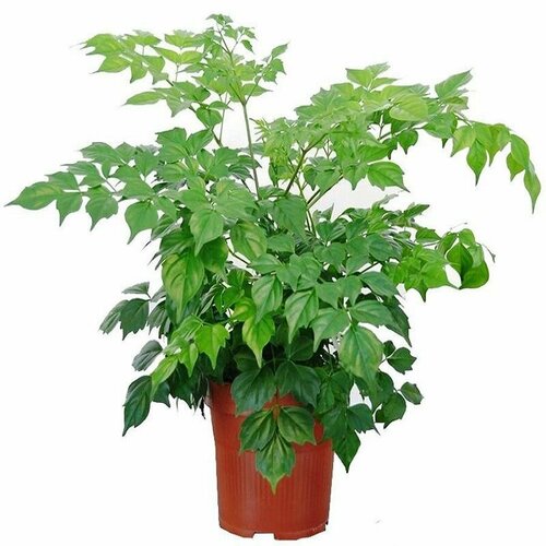 ������ ������ �����������, ���������� �������, ������ ����