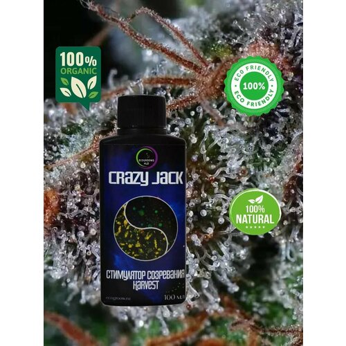 ������ ������ Crazy Jack Harvest ���������� ���������� � ��������� ���� 100�� ����