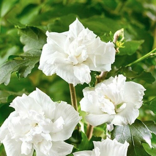 ������ ������ �������� ��������� ������� ����� (Szkolka roslin A.M (������)), 1 ������� � ������ 15-20 �� ����